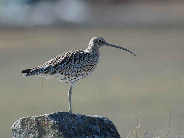 Kuovi, Eurasian Curlew, Numenius arquata